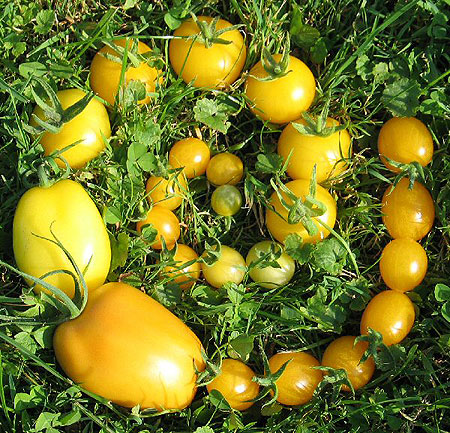 gelbe-tomatenschnecke.jpg