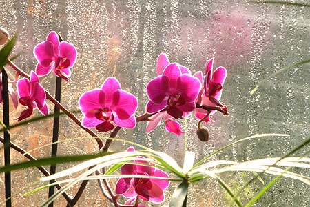 orchidee_01.jpg