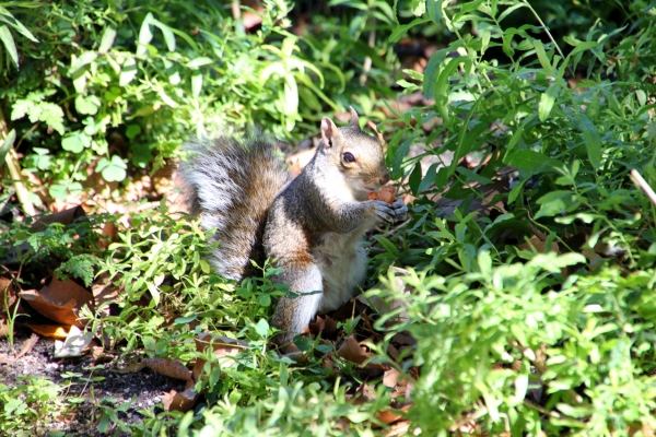 unzählige Squirrels sausen durch New York